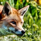 Fuchs is the German word for fox. Photo via Flickr CC-BY-2.0